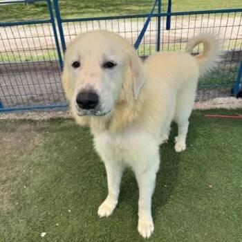 Rescue Great Pyrenees Dogs for Adoption in Saint George, Vermont - Jake | PetCurious