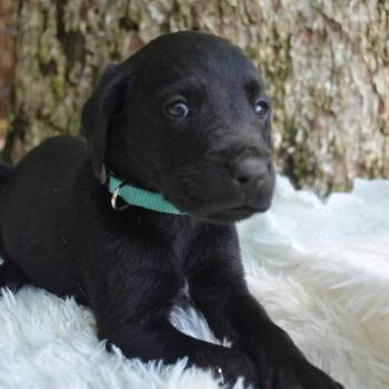 Froakie -  German Shorthaired Pointer Dog for Adoption in Ferndale, Michigan - Froakie | PetCurious