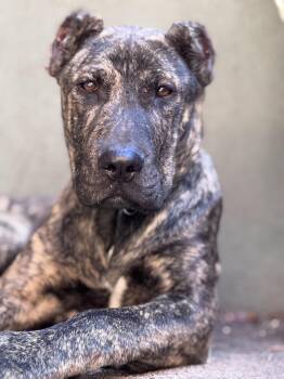 Mastiff Dogs Available for Adoption - Gumbo | PetCurious