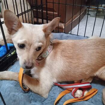 Chihuahua Dogs Available for Adoption in Albuquerque, New Mexico - Crystal | PetCurious