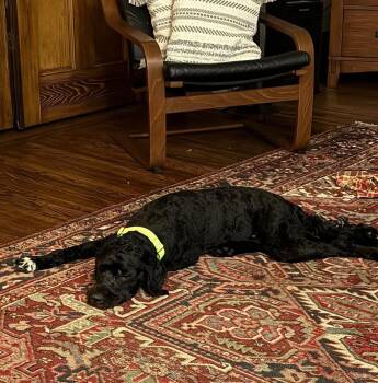 Barkley -  Miniature Poodle and English Springer Spaniel Dog for Adoption in Rochester, New York - Barkley | PetCurious