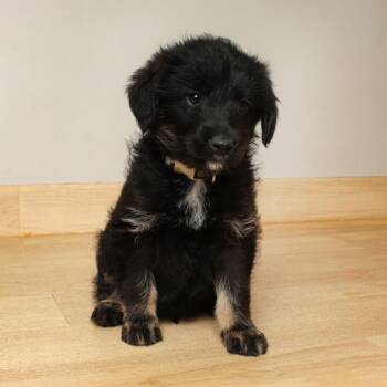 Labrador Retriever and German Shepherd Dog Dogs Available for Adoption in Minnetonka, Minnesota - Tango D68698 | PetCurious