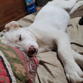 Sassafras -  Labrador Retriever Dog for Adoption in Polson, Montana - Sassafras | PetCurious