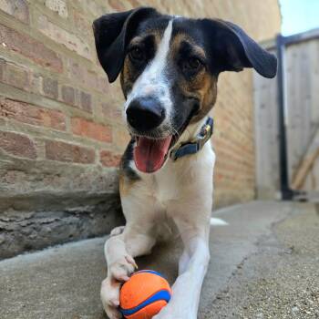 Stanley -  Shepherd and Husky Dog for Adoption in Chicago, Illinois - Stanley | PetCurious