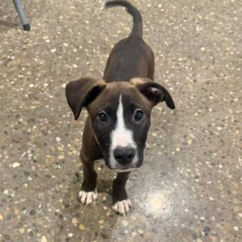 Trunks -  Labrador Retriever and Shepherd Dog for Adoption in Louisville, Kentucky - Trunks | PetCurious