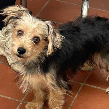 Rescue Yorkshire Terrier Dogs for Adoption in Manchester, New Hampshire - Kermit In NH! Come Meet Our Adoptable Dogs! More Info In Bio! | PetCurious