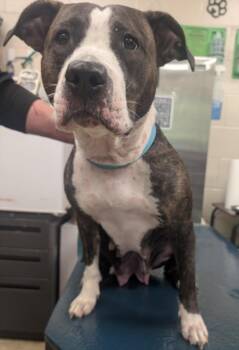 American Bulldog Dogs Available for Adoption in Mobile, Alabama - ELCEE | PetCurious