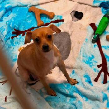 Cheezit -  Chihuahua and Mixed Breed Dog for Adoption in Rockville, Maryland - Cheezit | PetCurious