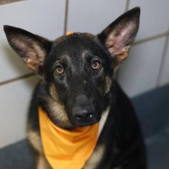 German Shepherd Dog Dogs Available for Adoption in San Antonio, Texas - MARSHA | PetCurious