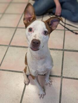 Rescue Terrier and Catahoula Leopard Dog Dogs for Adoption in Newburgh, Indiana - Salsa | PetCurious