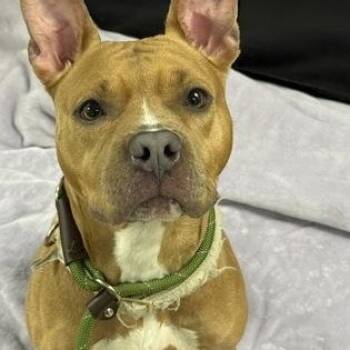 Cataleya -  Pit Bull Terrier Dog for Adoption in Worcester, Massachusetts - Cataleya | PetCurious