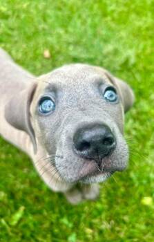 Zeeva -  American Staffordshire Terrier and Weimaraner Dog for Adoption in Germantown, Ohio - Zeeva | PetCurious