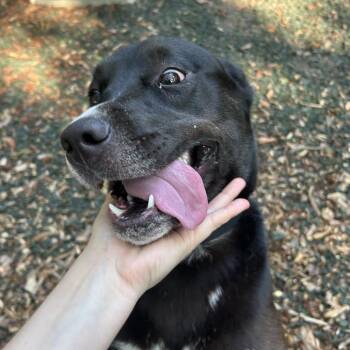 C.C. -  Mixed Breed Dog for Adoption in Decatur, Georgia - C.C. | PetCurious