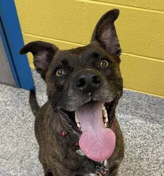 Stegz -  Boxer and Plott Hound Dog for Adoption in Golden, Colorado - Stegz | PetCurious