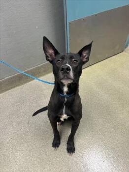 Labrador Retriever Dogs Available for Adoption - GAS | PetCurious