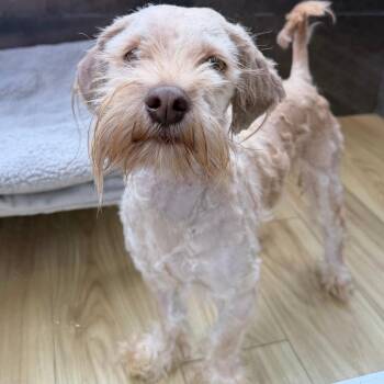 Scrappy -  Cockapoo Dog for Adoption in Philadelphia, Pennsylvania - Scrappy | PetCurious