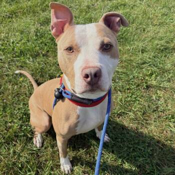 Kobe -  Pit Bull Terrier Dog for Adoption in Allegan, Michigan - Kobe | PetCurious