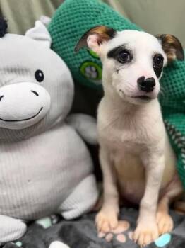 Shakira -  Rat Terrier and Australian Cattle Dog Blue Heeler Dog for Adoption in Munfordville, Kentucky - Shakira | PetCurious