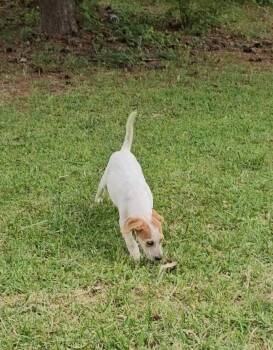 Mixed Breed Dogs Available for Adoption in Taycheedah, Wisconsin - Mesa | PetCurious