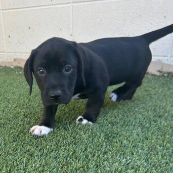 Basset Hound Dogs Available for Adoption in Loxahatchee Groves, Florida - AURORA 5840 | PetCurious