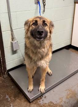 Rescue German Shepherd Dog Dogs for Adoption in Red Bluff, California - Velma | PetCurious