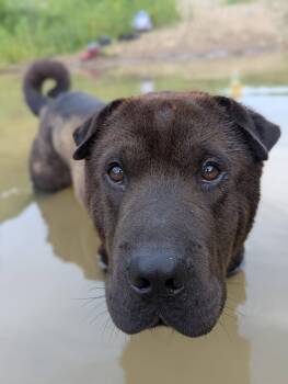 Yogi -  Shar Pei Dog for Adoption in Columbia, Missouri - Yogi | PetCurious