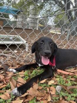 Rescue Terrier and Mixed Breed Dogs for Adoption in San Antonio, Texas - Dallas | PetCurious