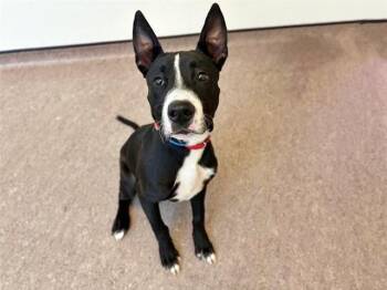 PANCAKE -  Terrier Dog for Adoption in Brentwood, Missouri - PANCAKE | PetCurious