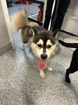 MOON -  Husky and Pomeranian Dog for Adoption in Palmetto, Florida - MOON | PetCurious