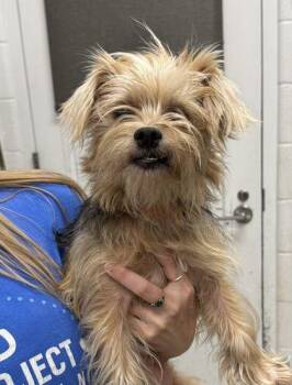 Nala -  Yorkshire Terrier and Mixed Breed Dog for Adoption in Kansas City, Missouri - Nala | PetCurious