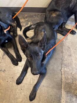 Belgian Shepherd Malinois and German Shepherd Dog Dogs Available for Adoption in Ontario, California - ROGUE | PetCurious