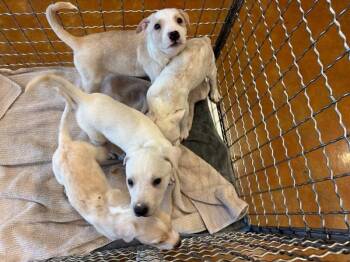 Labrador Retriever Dogs Available for Adoption - Durian | PetCurious