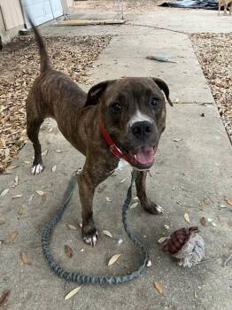 Athena -  Pit Bull Terrier Dog for Adoption in Austin, Texas - Athena | PetCurious