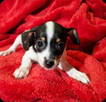 Bertha -  Chihuahua and Rat Terrier Dog for Adoption in Humble, Texas - Bertha | PetCurious