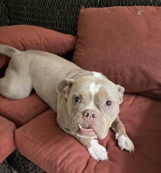 Gort -  American Bully and Bulldog Dog for Adoption in Gainesville, Georgia - Gort | PetCurious