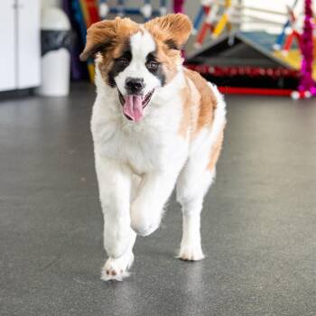 Saint Bernard Dogs Available for Adoption - Heidi | PetCurious
