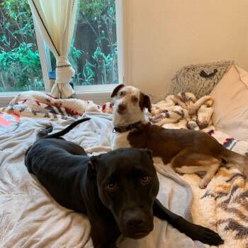 Australian Kelpie Dogs Available for Adoption in Richmond, California - RUBY | PetCurious