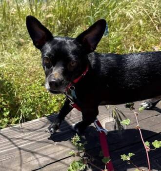Chihuahua Dogs Available for Adoption in Berkeley, California - Billy | PetCurious