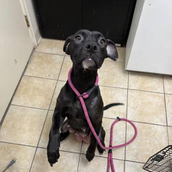 Pit Bull Terrier Dogs Available for Adoption - Tallulah | PetCurious