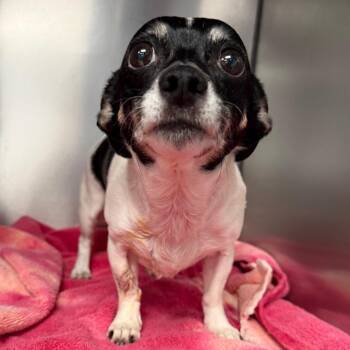 Theodore -  Chihuahua Dog for Adoption in Martinsville, Virginia - Theodore | PetCurious