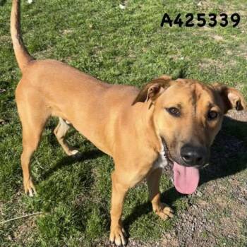 Rhodesian Ridgeback and Mixed Breed Dogs Available for Adoption - A425339 | PetCurious