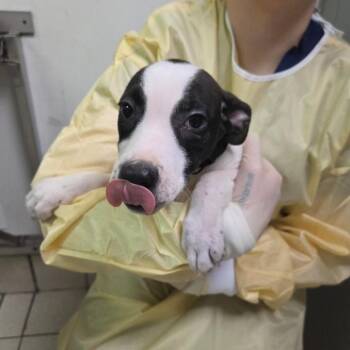 Mixed Breed Dogs Available for Adoption - Rocky | PetCurious