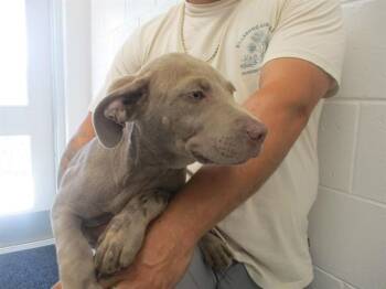 A390184 -  American Staffordshire Terrier Dog for Adoption in Ocala, Florida - A390184 | PetCurious