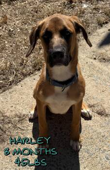 HARLEY -  Mixed Breed Dog for Adoption in Holbrook, New York - HARLEY | PetCurious