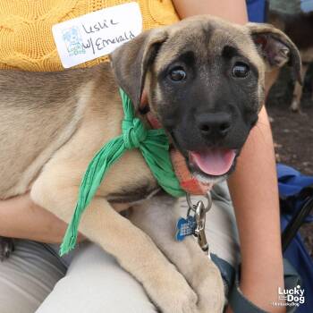 Emerald -  Shepherd Dog for Adoption in Washington, District Of Columbia - Emerald | PetCurious