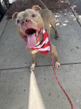 Rescue Pit Bull Terrier Dogs for Adoption in Newark, New Jersey - Oakley | PetCurious