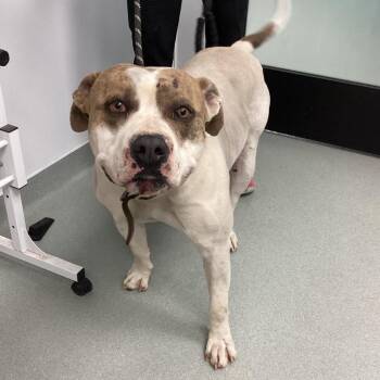 Pit Bull Terrier Dogs Available for Adoption - Archer | PetCurious