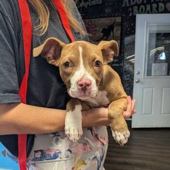 Bodah -  Pit Bull Terrier Dog for Adoption in East St. Louis, Illinois - Bodah | PetCurious