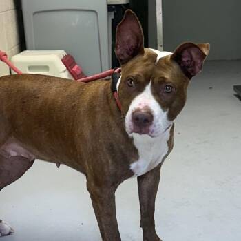 Tiki -  Pit Bull Terrier and Mixed Breed Dog for Adoption in Concord, North Carolina - Tiki | PetCurious