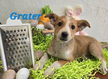 Terrier Dogs Available for Adoption in Modesto, California - Grater | PetCurious